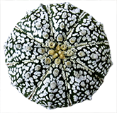astrophytum asterias superkabuto
