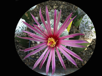 astrophytum