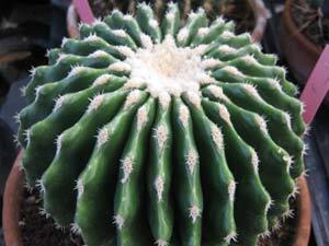 echinocactus