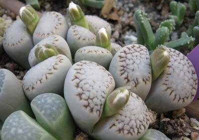 Lithops julii