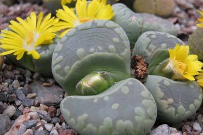 lithops-otzeniana