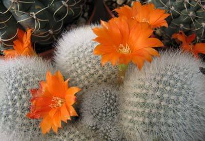 rebutia