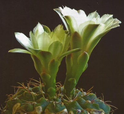 Gymnocalycium